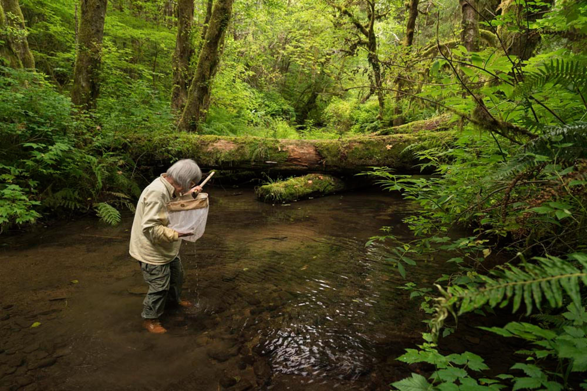 Judy's Creek: Discovering the Secret Life of the Streambed